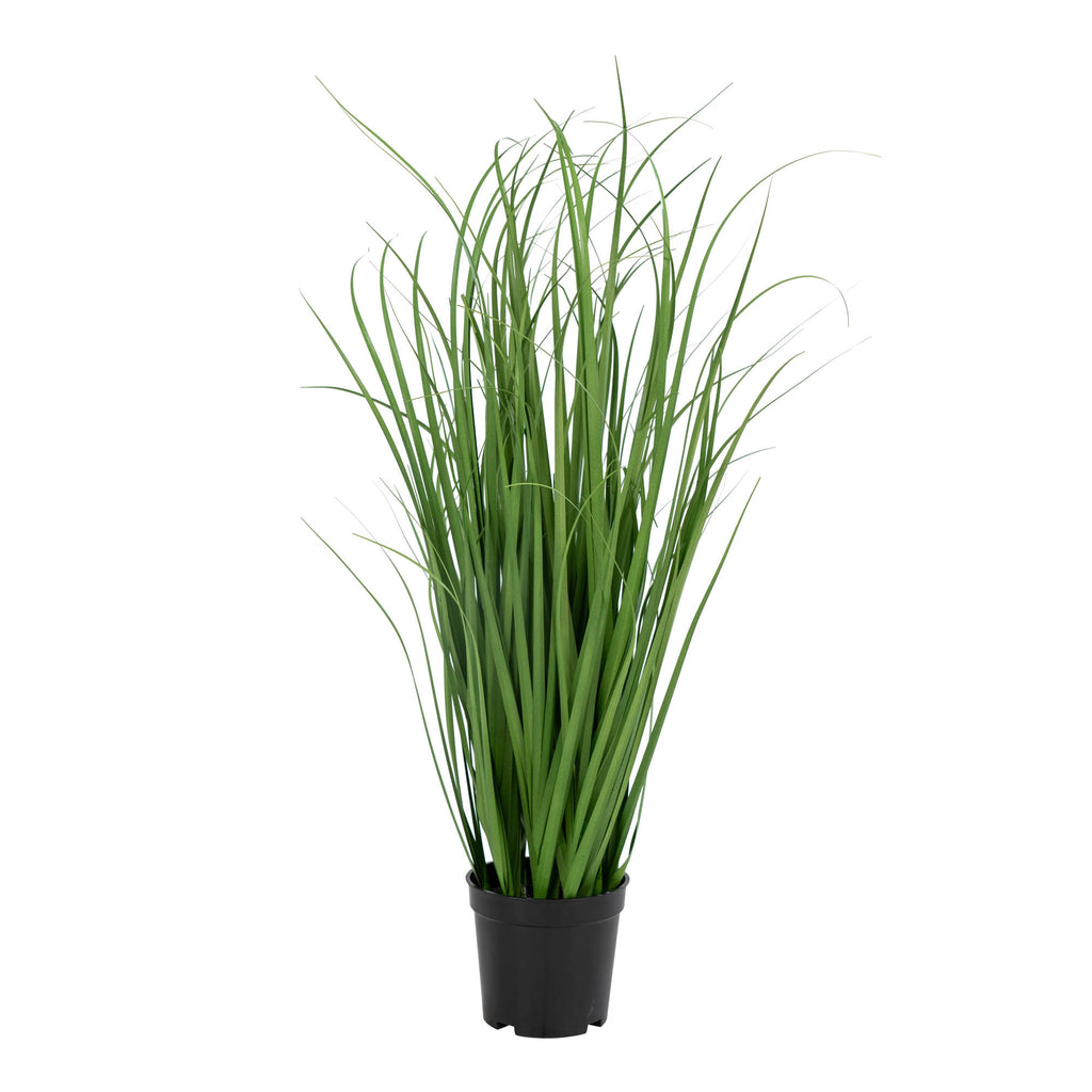 House Nordic - Poa Grass