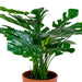 House Nordic - Monstera - Flere varianter