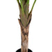House Nordic - Banan Palme