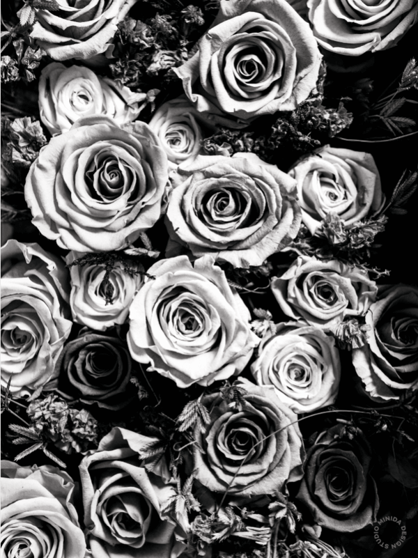 Plakat - Black Roses - Minida