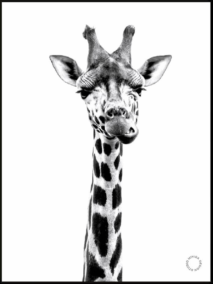 Plakat - Giraffe - Minida