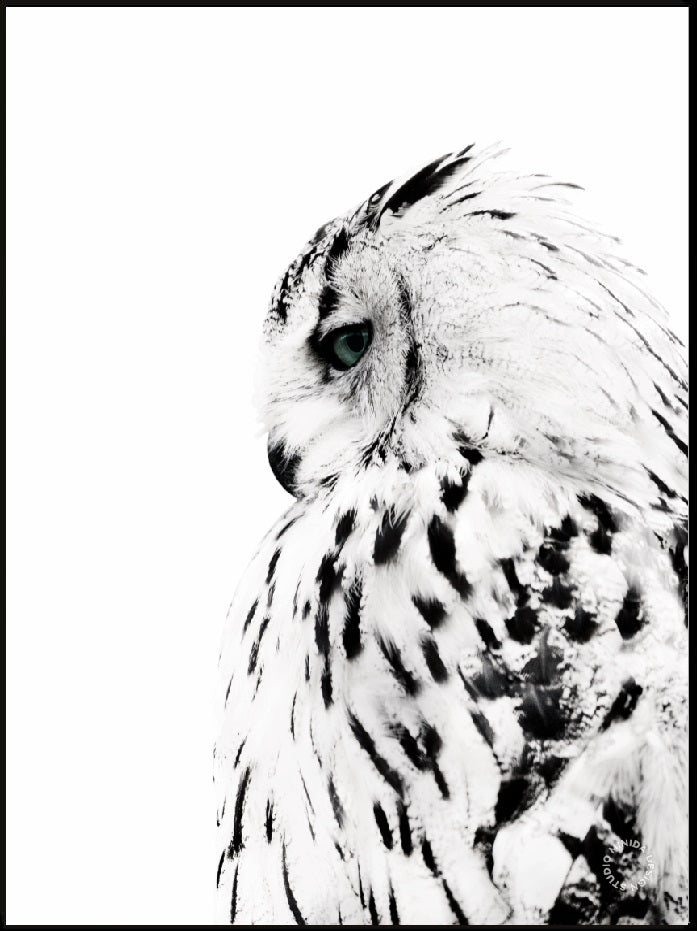 Plakat -The Owl - Minida