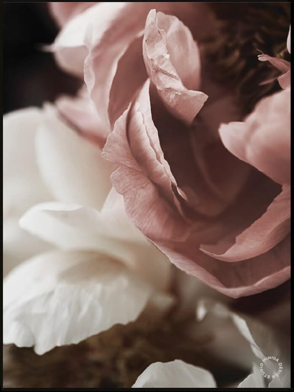 Plakat - Dusty Roses #1 - Minida