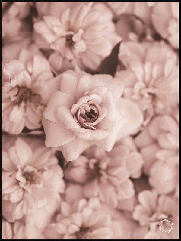 Plakat - Roses - Minida