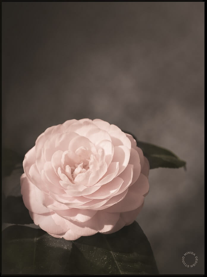 Plakat - The Rose - Minida