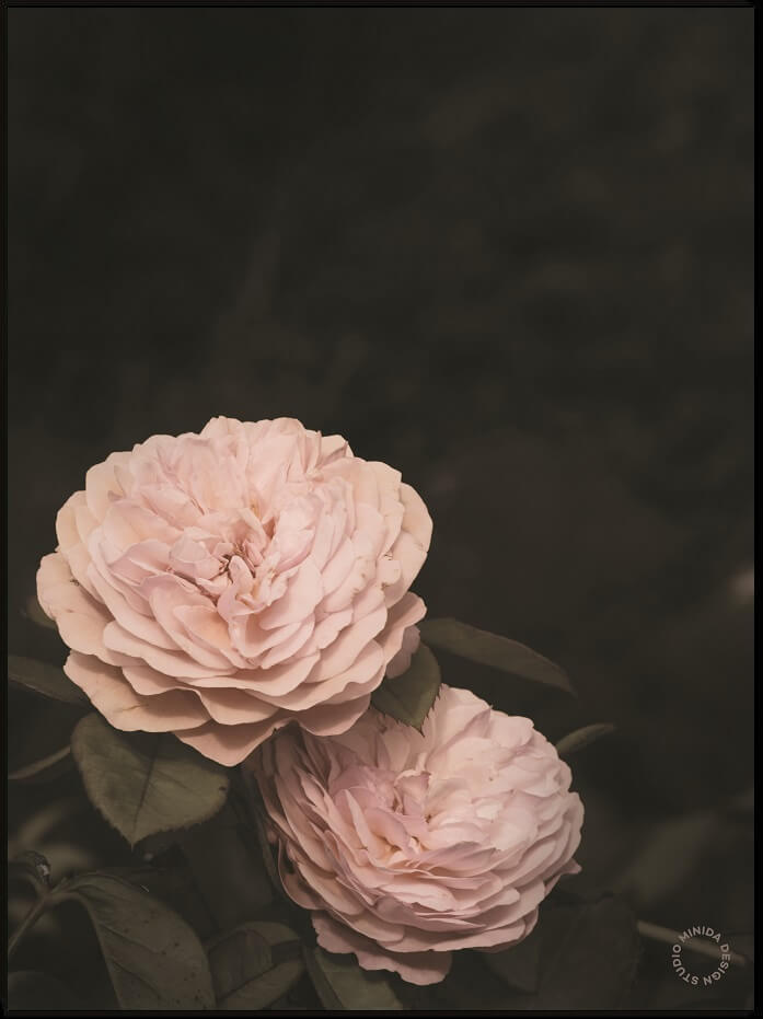 Plakat - Two Roses - Minida