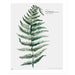 My Deer Artshop plakat natur Plate 1 / Fern