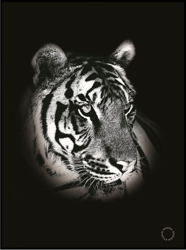 Plakat - Dark Tiger - Minida