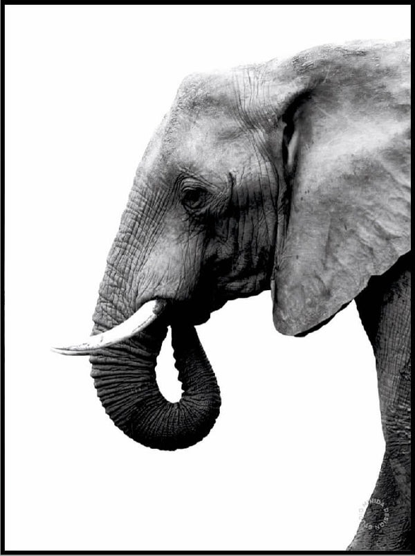 Plakat - Elephant White - Minida
