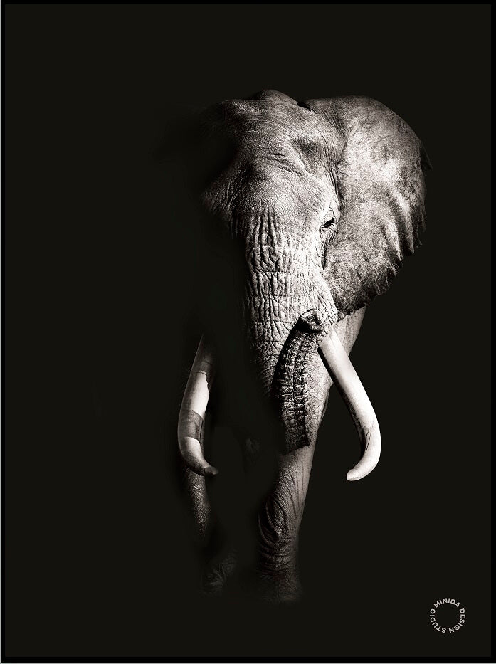 Plakat - Fading Elephant - Minida