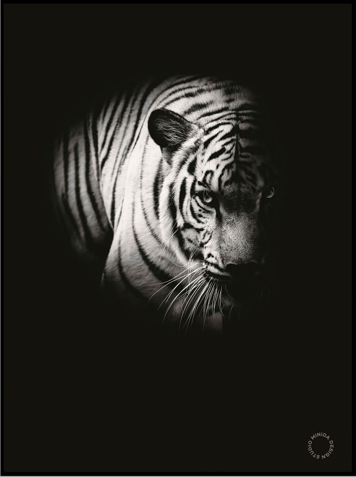 Plakat - Fading Tiger - Minida