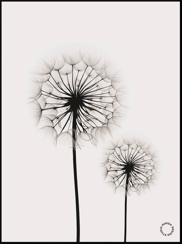 Plakat - Dandelions- Minida