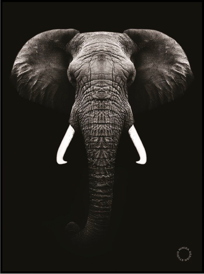 Plakat -The Elephant - Minida