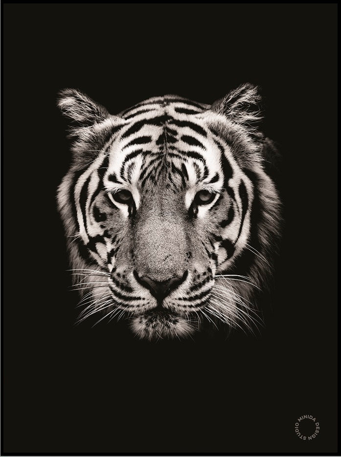 Plakat -Tiger - Minida